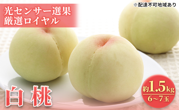 �y���R���������z�y2026�N��s�\��z �� ���R���Y ���� ���Z���T�[�I�� ���I ���C���� ��1.5Kg �i6�`7�ʁj �s2026�N6�����{-7�����{���o�ׁt ���� �͂��Ƃ� ���� ���� �� ���ʌ��� ���R ������