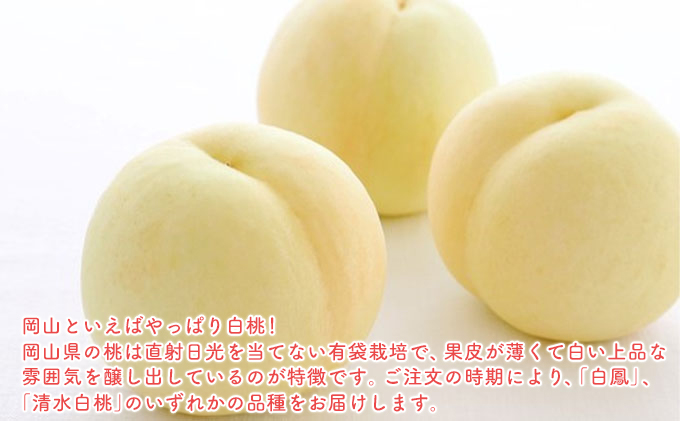 【2026年先行予約】 桃 岡山県産 白桃 光センサー選果 厳選 ロイヤル 約1.5Kg （6～7玉） 《2026年6月下旬-7月中旬頃出荷》 白桃 はくとう モモ もも 桃 数量限定 岡山 里庄町 