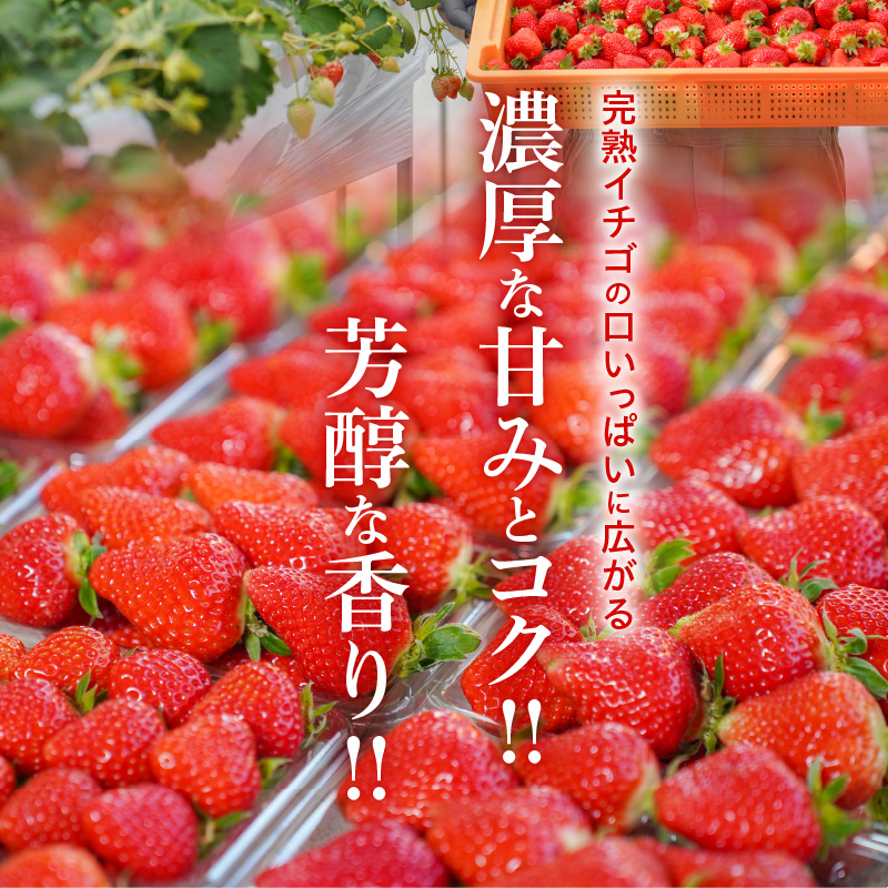愛知県碧南市のふるさと納税 （予約受付中）【12月から順次発送】まるで赤いサファイア!!丹精込めた完熟いちご!! 約900g　H130-010