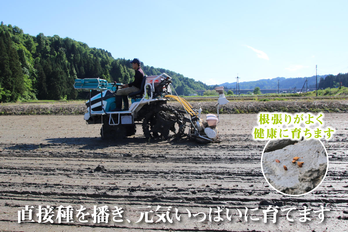 新潟県魚沼市のふるさと納税 令和7年産 農家直送！ 魚沼産 コシヒカリ 精米 5kg （ 米 こしひかり お米 こめ コメ 魚沼産コシヒカリ 魚沼 新潟 魚沼産こしひかり おこめ 白米 ） 新潟県