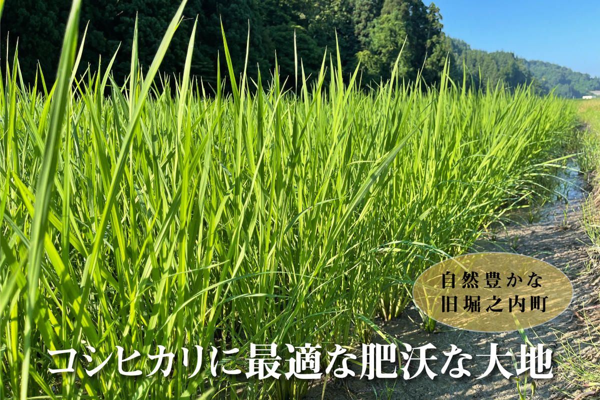 新潟県魚沼市のふるさと納税 令和7年産 農家直送！ 魚沼産 コシヒカリ 精米 5kg （ 米 こしひかり お米 こめ コメ 魚沼産コシヒカリ 魚沼 新潟 魚沼産こしひかり おこめ 白米 ） 新潟県
