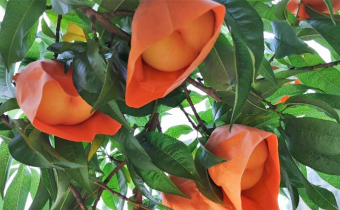 岡山県赤磐市のふるさと納税 翠果撰 岡山 清水白桃 ドリンク 5本（1本200ml）化粧箱入り 果汁飲料 野菜飲料 ピーチジュース 飲料