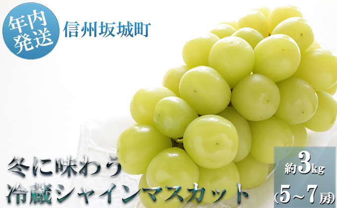 【年内お届け】シャインマスカット 冬に味わう！冷蔵貯蔵 約3kg (5～7房) 長野 信州 坂城 冷蔵シャイン 産地直送 宮原ぶどう園 年内発送 ブドウ 葡萄 種なし フルーツ 果物 