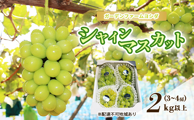 【2025年先行予約】 【ご家庭用】ぶどう 岡山県産 シャインマスカット 2kg以上(3～4房)《2025年9月上旬-下旬頃出荷》 葡萄 ブドウ 岡山県産 フルーツ 果物 数量限定 期間限定 里庄町 ブドウ 果物類 