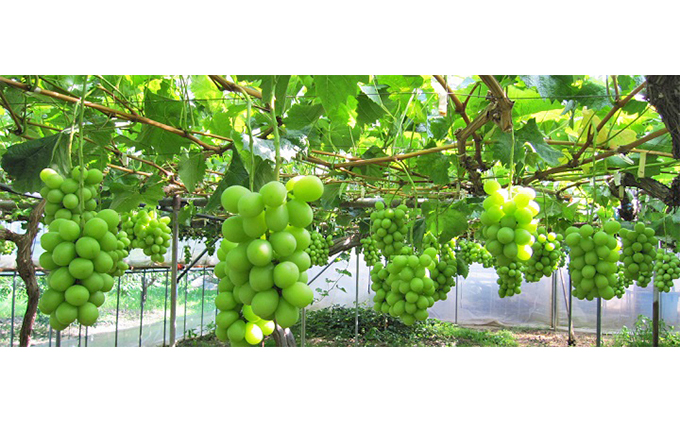 【2026年先行予約】 【糖度18度以上】ぶどう 岡山県産 たたらみねらる シャインマスカット トリプルカップ (3カップ入り 合計900g以上) 《2026年8月下旬-10月下旬頃出荷》 フルーツ 果物 数量限定 