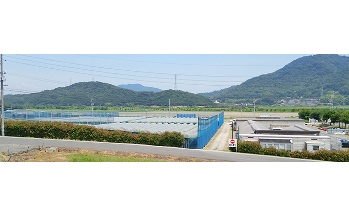 【2026年先行予約】 【糖度18度以上】ぶどう 岡山県産 たたらみねらる シャインマスカット トリプルカップ (3カップ入り 合計900g以上) 《2026年8月下旬-10月下旬頃出荷》 フルーツ 果物 数量限定 