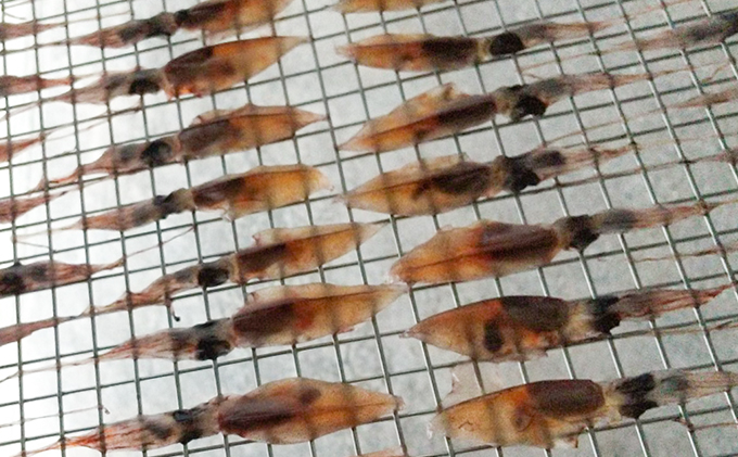 無添加 ホタルイカ素干し 38g×5袋 魚貝類 加工食品 