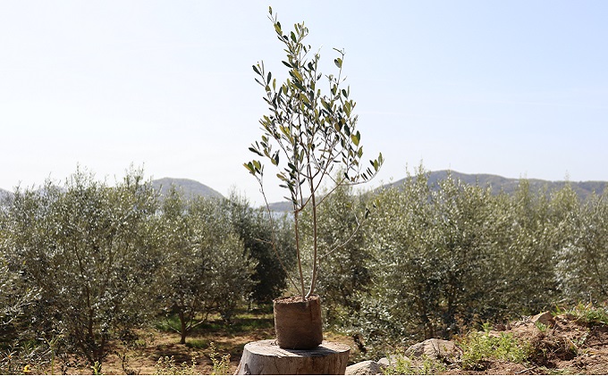 【 小豆島 】小豆島の オリーブ 苗木（特大）