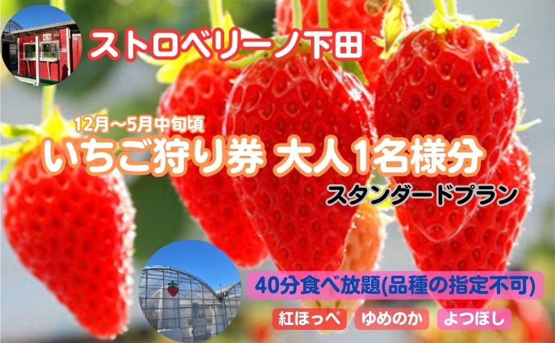ストロベリーノ下田いちご狩り券1名様（スタンダードプラン） 体験チケット チケット 