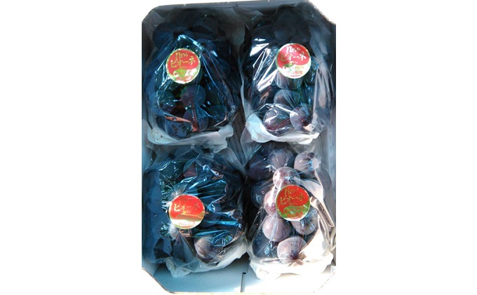 ぶどう 2026年 先行予約 ニュー ピオーネ 約1.8kg 3～5房 減農薬栽培 ブドウ 葡萄 岡山県産 国産 フルーツ 果物 ギフト ばんの農園 ニューピオーネ 