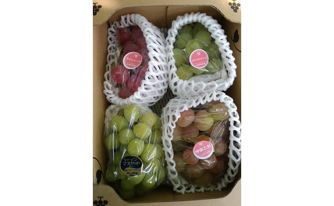 ぶどう 2026年 先行予約 旬のぶどう 食べ比べセット 約1.8kg 3～5房 減農薬／ハウス栽培 ブドウ 葡萄 岡山県産 国産 フルーツ 果物 ギフト ばんの農園 果物類 マスカット ぶどう食べ比べ 