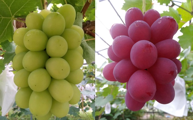 ぶどう 2026年 先行予約 旬のぶどう 食べ比べセット 約1.8kg 3～5房 減農薬／ハウス栽培 ブドウ 葡萄 岡山県産 国産 フルーツ 果物 ギフト ばんの農園 果物類 マスカット ぶどう食べ比べ 