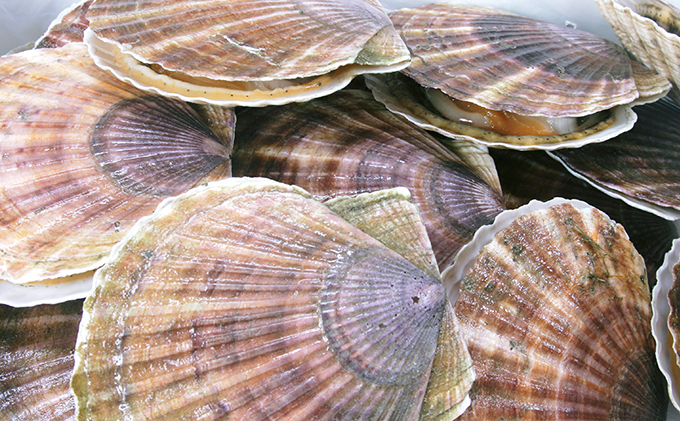 北海道 オホーツク 湧別沖 船上 選別 貝付 ほたて 4kg（24枚前後）ホタテナイフ付 帆立 刺身 海鮮 魚介 国産 殻付き 冷蔵 サロマ湖 魚貝類 砂抜き お刺身 生食 