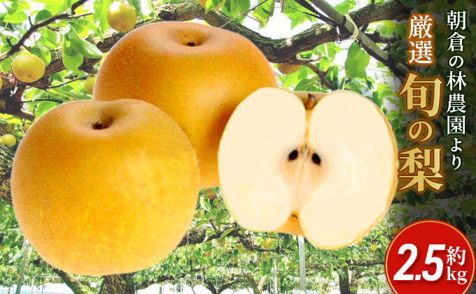梨 朝倉産 旬の梨 約2.5kg 林農園 配送不可 離島 ナシ 果物 フルーツ 減農薬栽培 