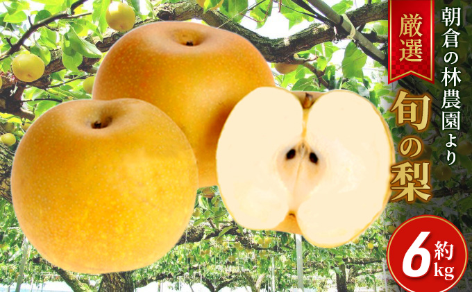 梨 朝倉産 旬の梨 約6kg 林農園 配送不可 離島 ナシ 果物 フルーツ 先行予約 