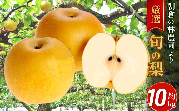梨 朝倉産 旬の梨 約10kg 林農園 配送不可 離島 ナシ 果物 フルーツ 減農薬栽培 
