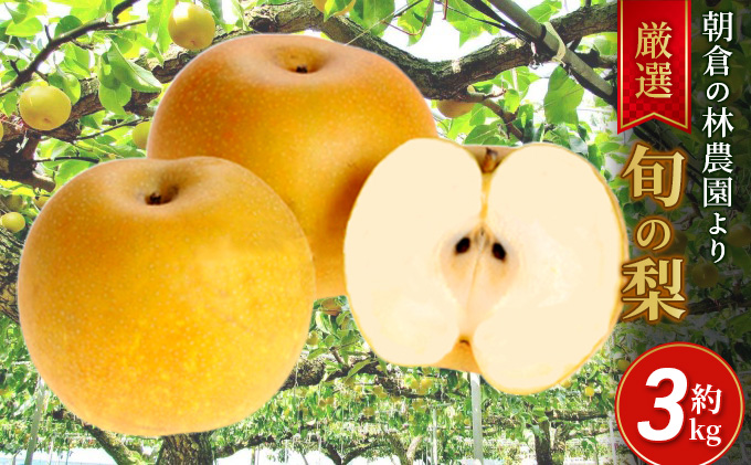 梨 朝倉産 旬の梨 約3kg 林農園 配送不可 離島 ナシ 果物 フルーツ 先行予約 