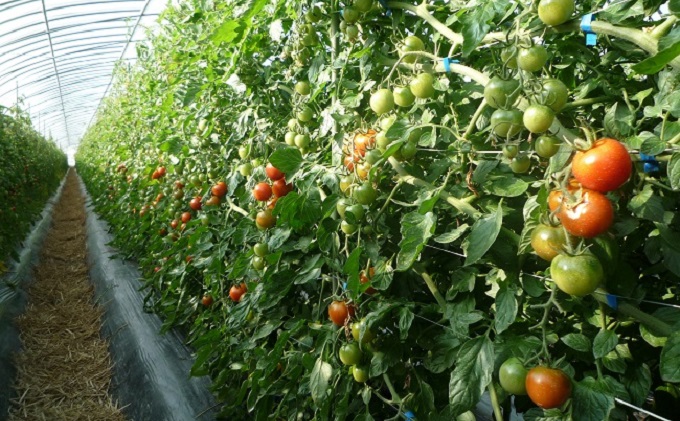 定期便 野菜セット 年6回 2か月に1回×6回 おまかせ 10～15種 旬 朝倉市産 配送不可 離島 詰合せ 