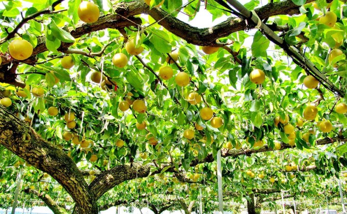 梨 朝倉産 旬の梨 約6kg 林農園 配送不可 離島 ナシ 果物 フルーツ 先行予約 