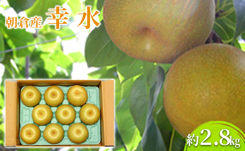 【福岡県朝倉市】梨 幸水 2.8kg 2026年 発送 なし フルーツ 果物 くだもの デザート 筑前あさくら農協 配送不可 離島