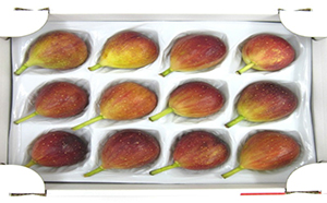 いちじく 2025年発送 博多 とよみつひめ 1.5kg 柔らかな食感 最高レベルの糖度 あふれる果汁 筑前あさくら農協 配送不可 離島※オンライン決済