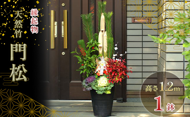 門松 お正月 天然 竹 高さ1.2m 1鉢 配送不可 北海道 沖縄 離島 植物 