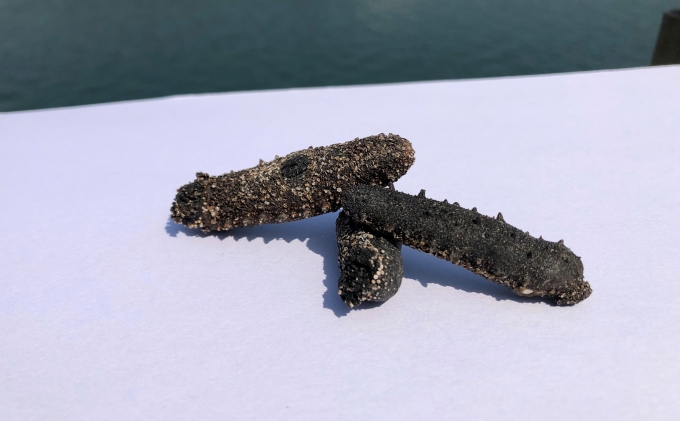 干しナマコ 魚貝類 加工食品 