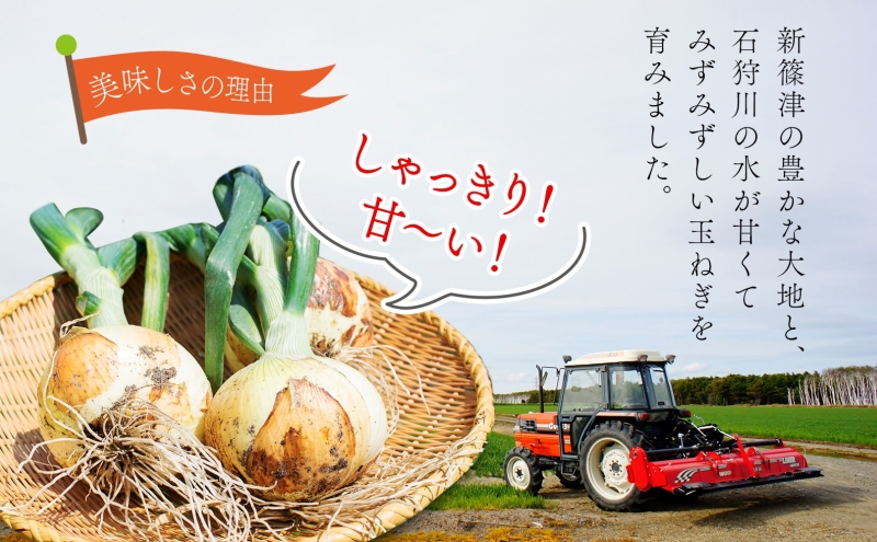 北海道新篠津村のふるさと納税 北海道 新しのつ産 玉ねぎ Lサイズ 約5kg オホーツク222 北もみじ2000 玉葱 たまねぎ タマネギ オニオン 旬 農作物 野菜 サラダ カレー 肉じゃが 長期保存 送料無料