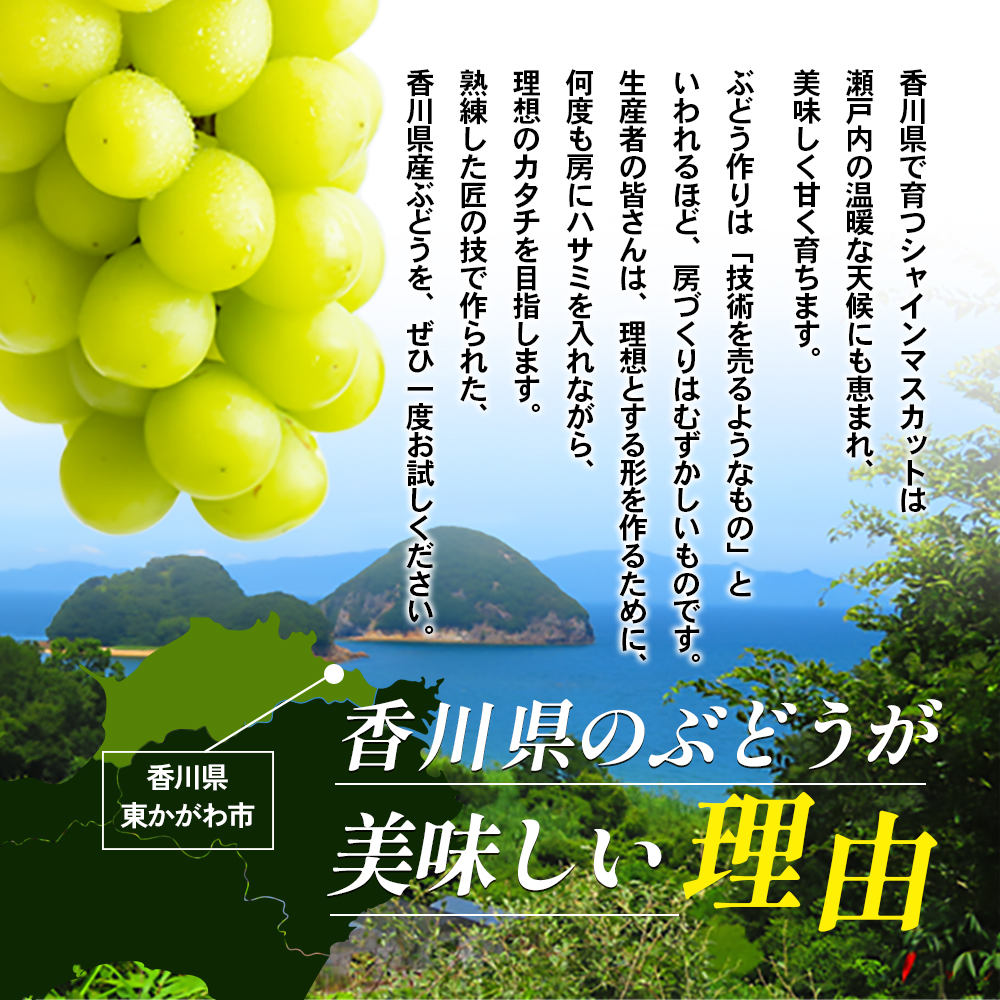 香川県東かがわ市のふるさと納税 瀬戸内のシャインマスカット 2～6房 （約2kg）  シャインマスカット マスカット 葡萄 ぶどう ブドウ フルーツ 果物 くだもの 果実 旬の果物 旬のフルーツ 香川 香川県 東かがわ市