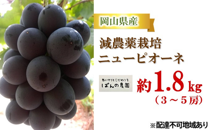 ぶどう 2026年 先行予約 ニューピオーネ 約1.8kg 3～5房 減農薬栽培 ブドウ 葡萄  岡山県産 国産 フルーツ 果物 ギフト ばんの農園 種なし 種無しぶどう 果物類 爽やか 酸味 コク 