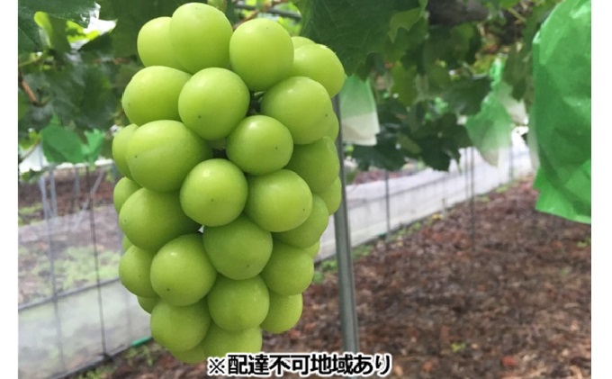 ぶどう 2026年 先行予約 ひらた農園 岡山県産 シャインマスカット 約2kg（3～4房） 果物類 ぶどう フルーツ ブドウ 果物 