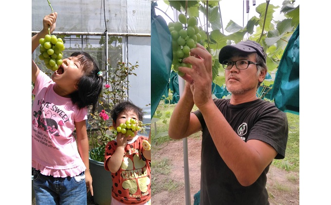 ぶどう 2026年 先行予約 旬のぶどう食べ比べセット 約1.8kg 3～5房 減農薬／ハウス栽培 ブドウ 葡萄  岡山県産 国産 フルーツ 果物 ギフト ばんの農園 マスカット 