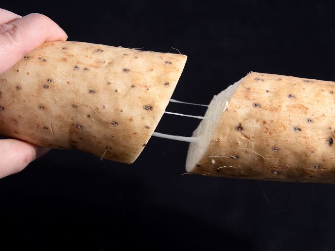 長谷川さんが作った長芋（約3kg） 野菜 根菜 やさい とろろ ながいも 芋 いも 青森県 鰺ヶ沢町