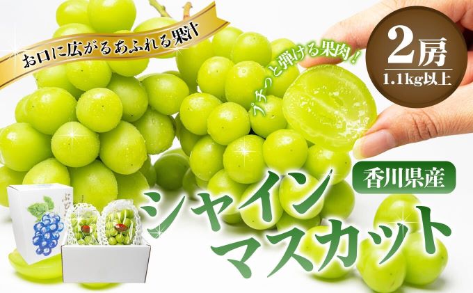 食卓応援品　瀬戸内のシャインマスカット　2房（約1.1kg） マスカット 葡萄 ぶどう ブドウ フルーツ 果物 くだもの 果実 旬の果物 旬のフルーツ 贈答用 ギフト プレゼント 香川 香川県 東かがわ市