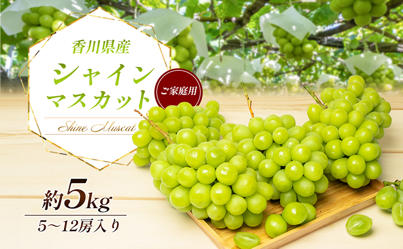 シャインマスカット 5～12房（ご家庭用） 約5kg 家庭用