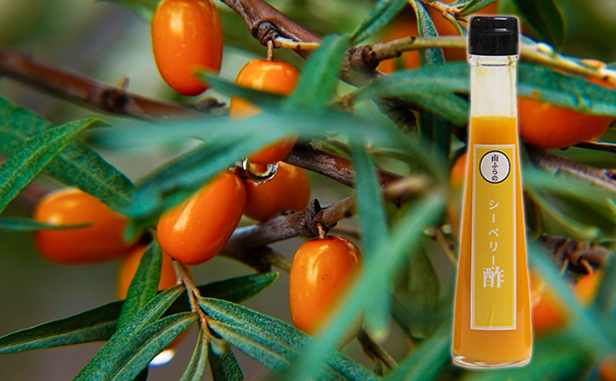 シーベリー酢 3本セット 北海道 南富良野町 シーベリー ベリー 酢 調味料 セット 詰合せ ドレッシング ソース たれ シーベリー 酢 