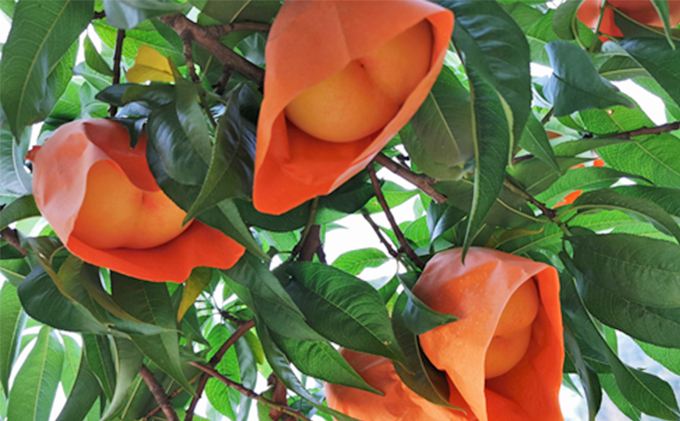 飲み物 フルーツ 翠果撰 岡山 清水白桃 ドリンク 2本（1本200ml） 化粧箱入り 果汁飲料 野菜飲料 ピーチジュース 飲料 ピーチ 