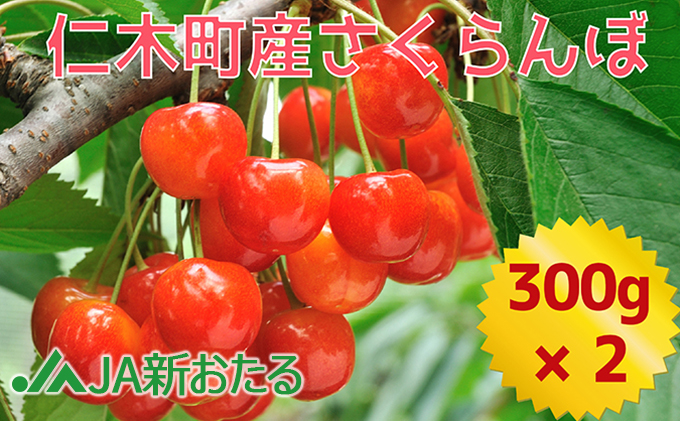 ykCmؒzkC mؒY  7{  600g i300g×2j TN{ `F[ t[c ʕ ʕ  mؒ m [JAV]
