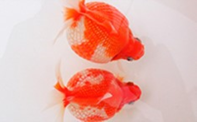 【香川県東かがわ市】大人気!国産ピンポンパール 生き物