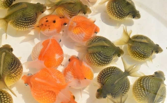 大人気！国産ピンポンパール 生き物 