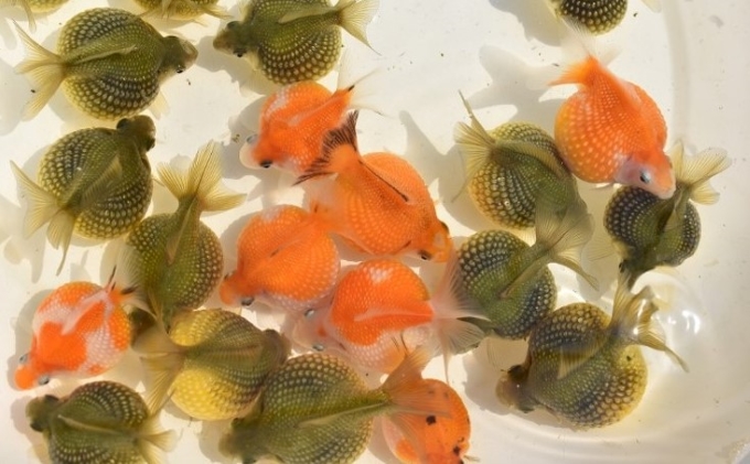 大人気！国産ピンポンパール 生き物 