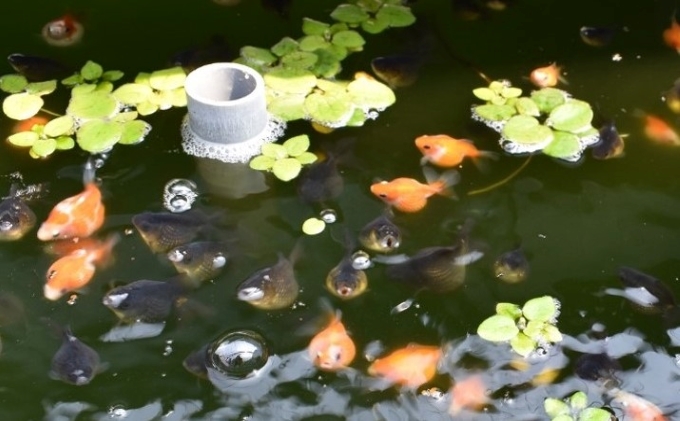 大人気！国産ピンポンパール 生き物 