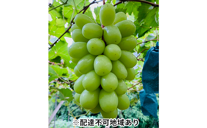 【岡山県瀬戸内市】ぶどう 2026年 先行予約 シャイン マスカット 2房 合計1.4kg以上 ブドウ 葡萄  岡山県産 国産 フルーツ 果物 ギフト 河本農園 果物類 シャインマスカット