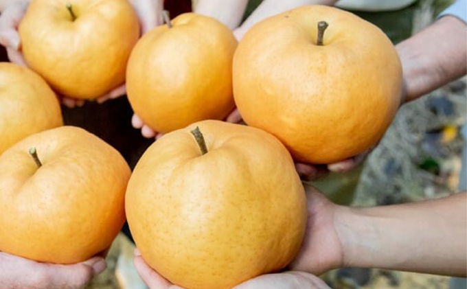 梨 2025年 先行予約 備前横綱梨（あたご梨） 1玉 (1～1.4kg) 贈答箱【11月下旬～12月中旬頃発送】 ナシ なし 岡山県産 国産 フルーツ 果物 ギフト 石原果樹園