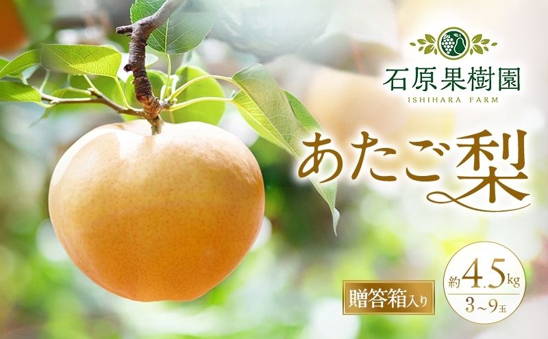 �y���R�����˓��s�z�� 2026�N ��s�\�� �������� 3�`9�� ���v��4.5kg �������y11�����{�`12�����{�������z �i�V �Ȃ� ���R���Y ���Y �t���[�c �ʕ� �M�t�g �Ό��ʎ���