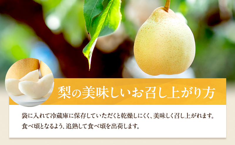 梨 2026年 先行予約 鴨梨（ヤーリー）6～10玉 約4kg 贈答箱【11月下旬～12月中旬頃発送】 ナシ なし 岡山県産 国産 フルーツ 果物 ギフト 石原果樹園