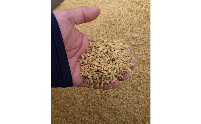 果樹園なのに米もあるよ ヌカ切れ抜群！令和7年度産《金穂銀粒（きんほぎんつぶ）》福岡県 あさくら産 ひのひかり 5kg お米 