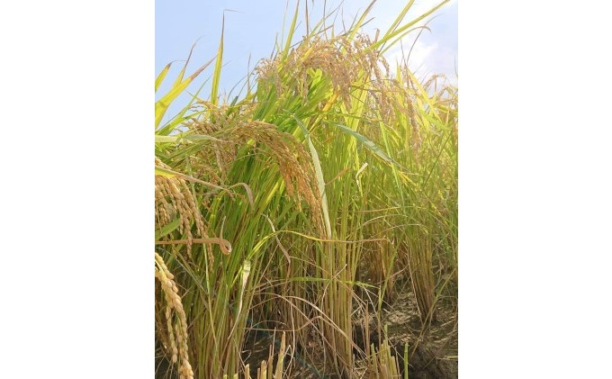 果樹園なのに米もあるよ ヌカ切れ抜群！令和7年度産《金穂銀粒（きんほぎんつぶ）》福岡県 あさくら産 ひのひかり 5kg お米 