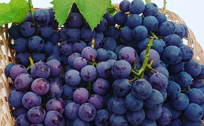 無添加 巨峰 ストレート ジュース 朝雫～AsaShizuku～ 果汁飲料 野菜飲料 ぶどうジュース ブドウ 