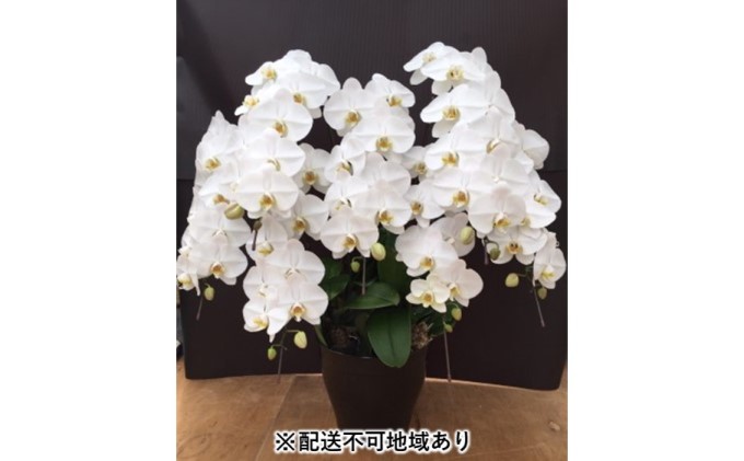 幸せが飛んでくる胡蝶蘭大輪7本立ち【配送不可：北海道、東北、沖縄、離島】 植物 